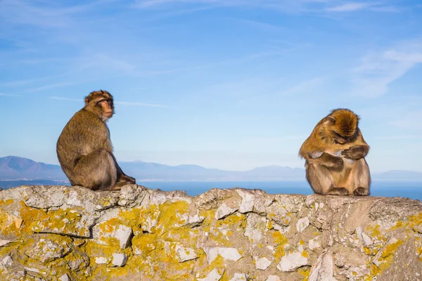 Funny monkeys on a rock Stock Image