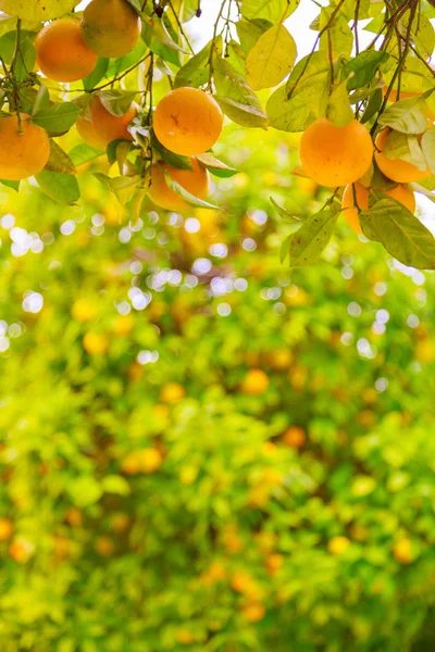Beautiful tangerine tree — Stock Photo, Image