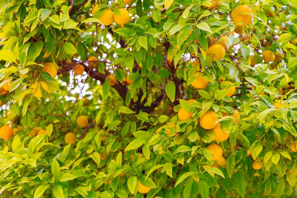 Красиві мандариновим дерево — стокове фото