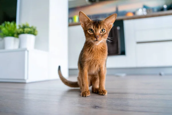 Abyssinian Cat At Home With Her Owner At Home Beautiful Purebred Short Haired Kitten Household Ruddy Stock Photo 430849930