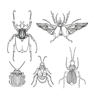 Hand drawn engraving Sketch beetles set. Can be used for for pos