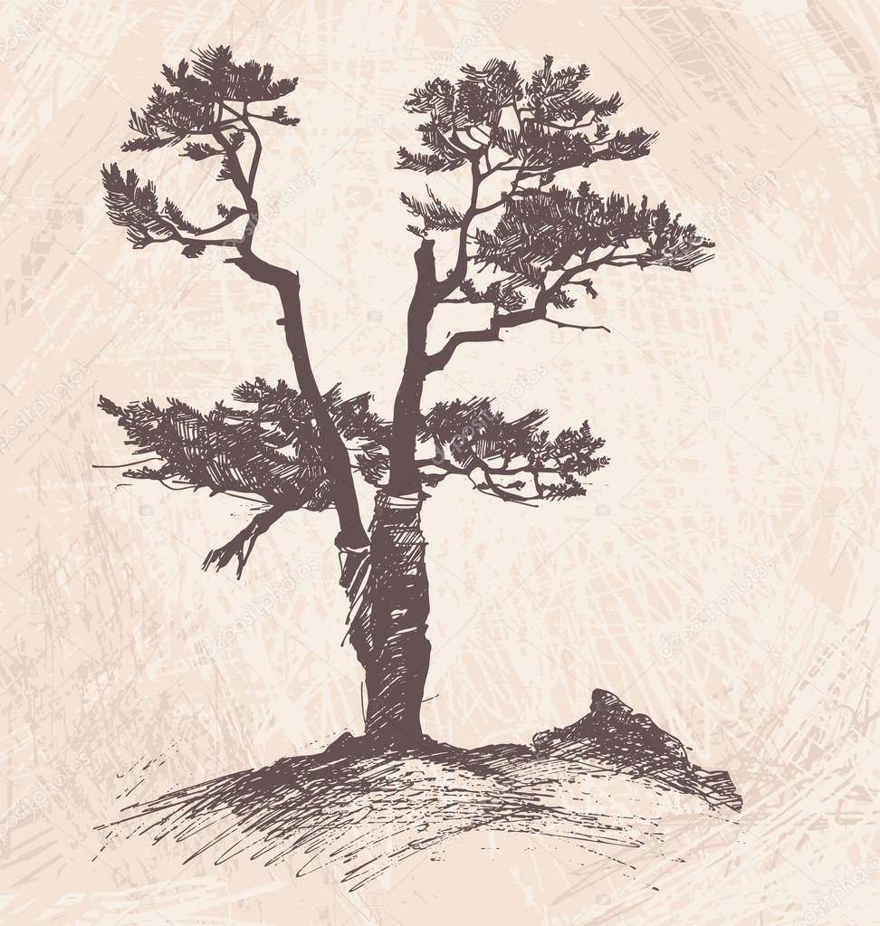 Hand drawn tree larch. Vector Illustration