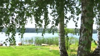 Huş ağacı orman göl kıyısında