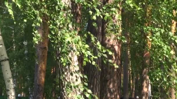 feuilles dans le vent