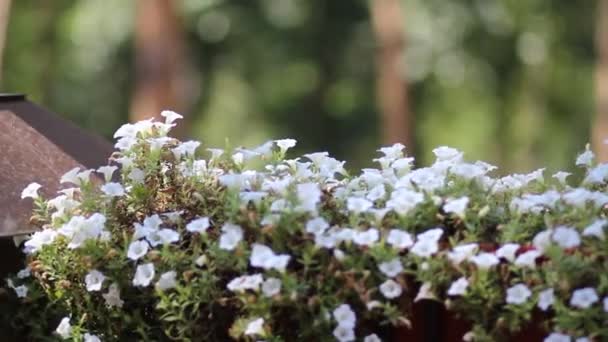 Bir çam ormanında çiçekler — Stok video