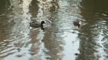 Nehirde yüzmeye ördekler