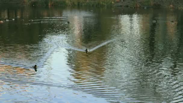 Canards nageant dans la rivière — Video