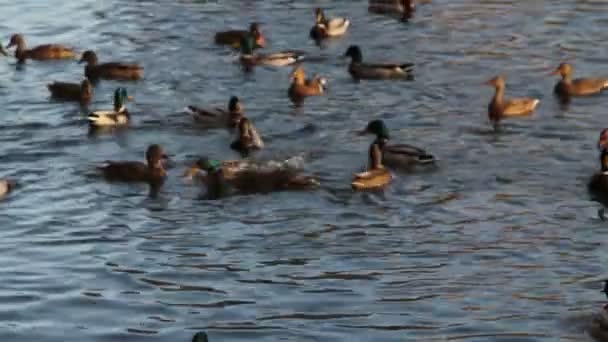 강에 수영 하는 오리 — 비디오