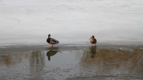 Canards nageant dans la rivière 