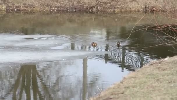 Canards nageant dans la rivière 
