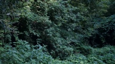 Yaz orman gün ışığından yararlanma