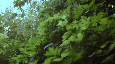 Yaz orman gün ışığından yararlanma