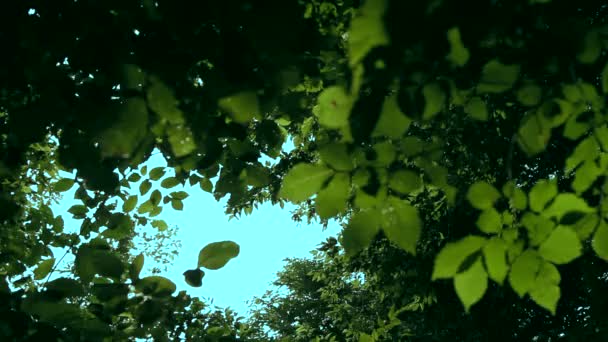 Verano bosque luz del día — Vídeos de Stock