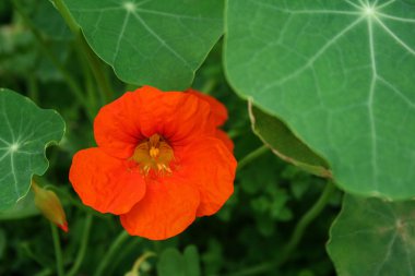 parlak turuncu çiçek