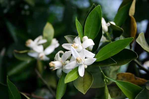 Orange träd blommor — Stockfoto