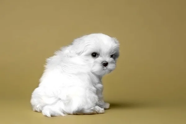 Beautiful Little White Puppy Maltese Breed — Stock Photo, Image