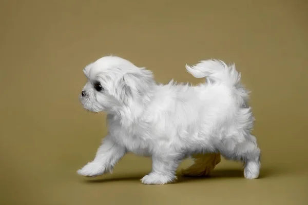 Bellissimo Cucciolo Bianco Razza Maltese — Foto Stock