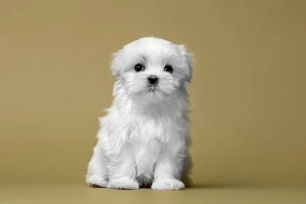 Malta soyundan güzel beyaz bir köpek yavrusu.