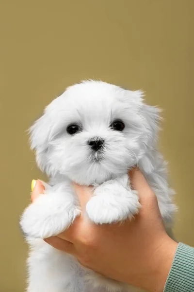 Beautiful Little White Puppy Maltese Breed Hands Woman — Stock Photo, Image