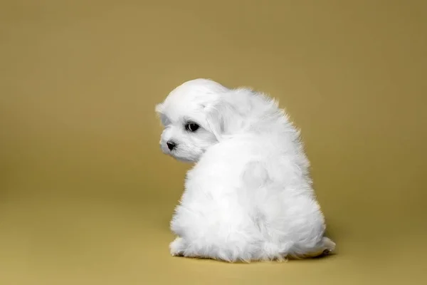 マルタの品種の美しい小さな白い子犬 — ストック写真