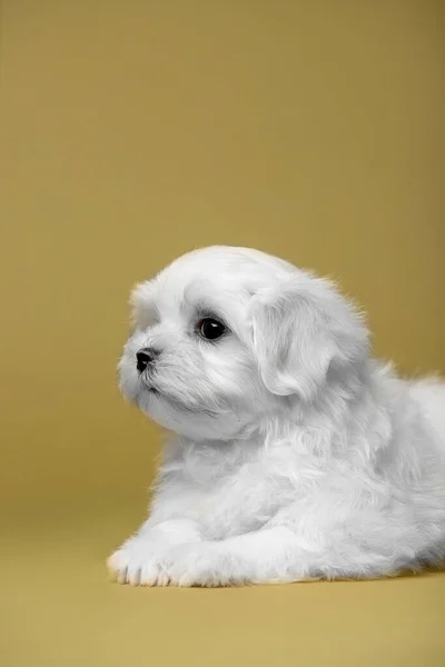 Mooie Kleine Witte Pup Van Maltees Ras — Stockfoto