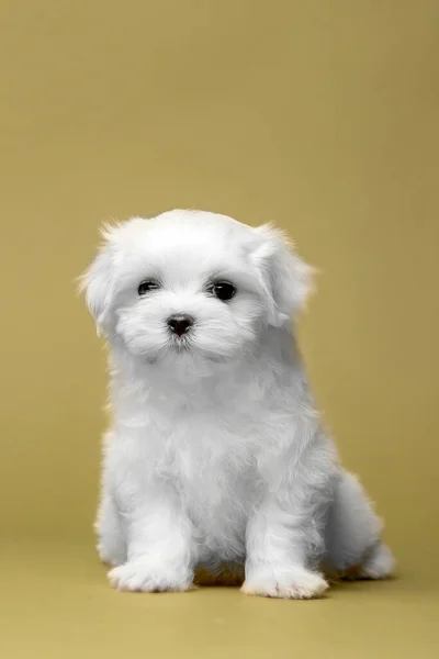 Hermoso Perrito Blanco Raza Maltesa —  Fotos de Stock