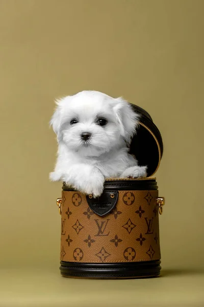 Malta 'nın güzel beyaz köpek yavrusu çantada.
