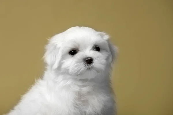 Bonito Cachorrinho Branco Raça Maltesa — Fotografia de Stock