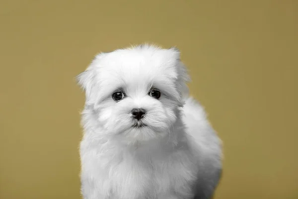 Malta soyundan güzel beyaz bir köpek yavrusu.