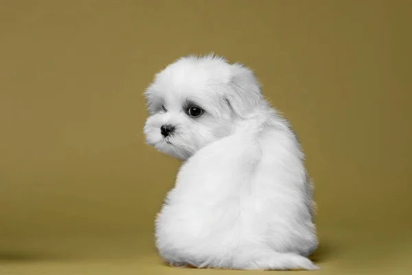 Mooie Kleine Witte Pup Van Maltees Ras — Stockfoto