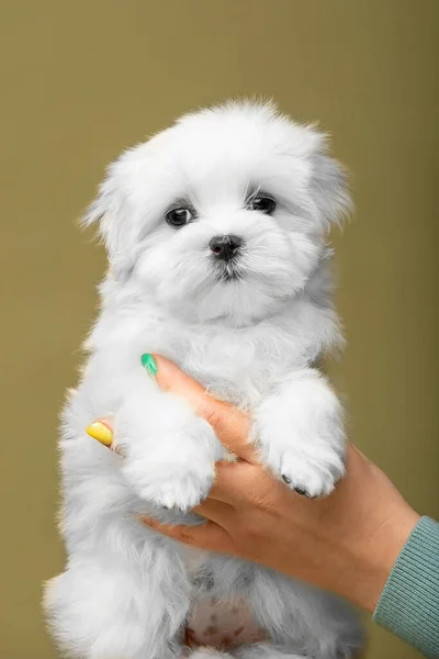 Beautiful Little White Puppy Maltese Breed Hands Woman — Stock Photo, Image