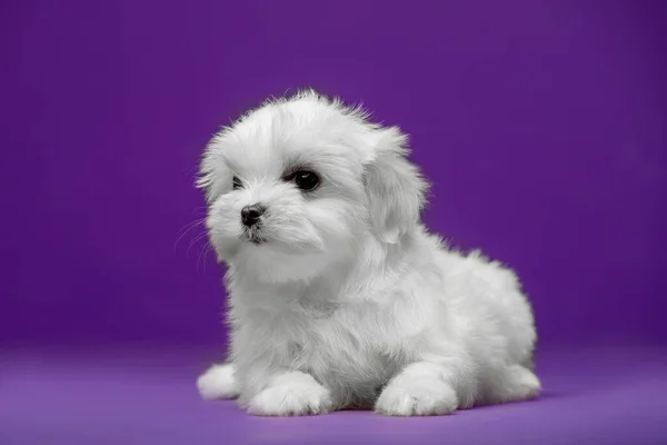 Malta soyundan güzel beyaz bir köpek yavrusu.