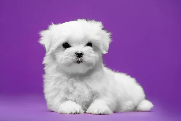 Mooie Kleine Witte Pup Van Maltees Ras — Stockfoto