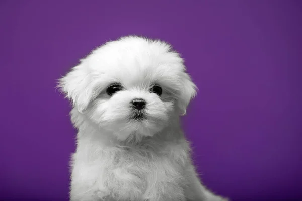 Mooie Kleine Witte Pup Van Maltees Ras — Stockfoto