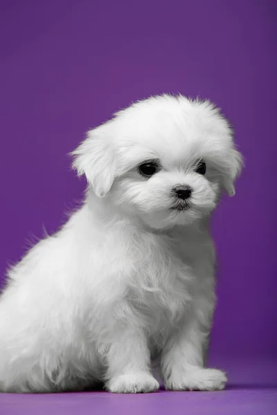 Beautiful Little White Puppy Maltese Breed — Stock Photo, Image