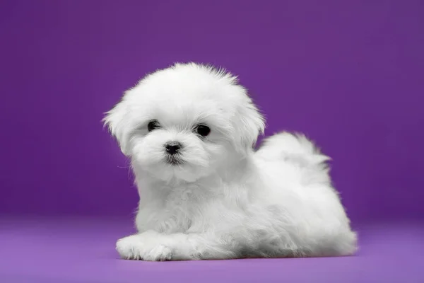 マルタの品種の美しい小さな白い子犬 — ストック写真