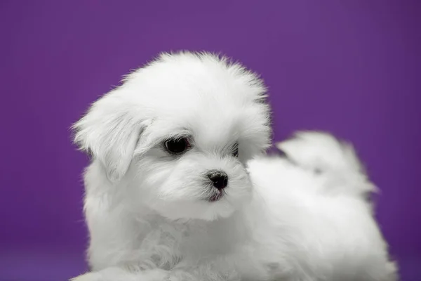 Mooie Kleine Witte Pup Van Maltees Ras — Stockfoto
