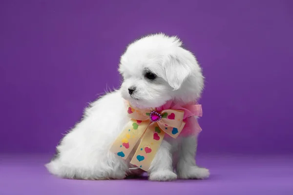 Bellissimo Cucciolo Bianco Razza Maltese — Foto Stock