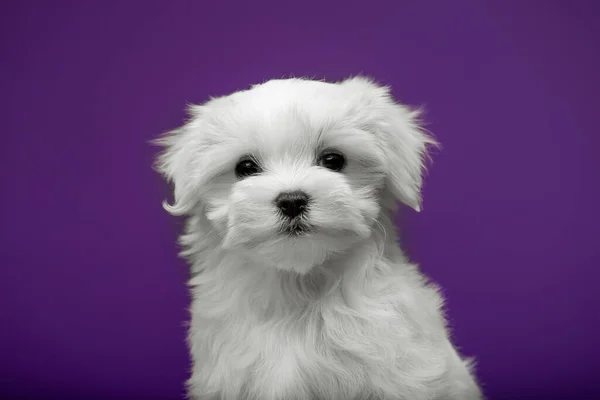 Mooie Kleine Witte Pup Van Maltees Ras — Stockfoto