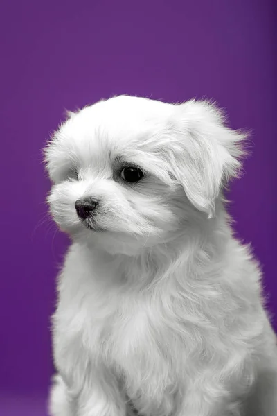 Hermoso Perrito Blanco Raza Maltesa — Foto de Stock