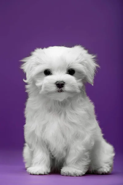 Hermoso Perrito Blanco Raza Maltesa — Foto de Stock