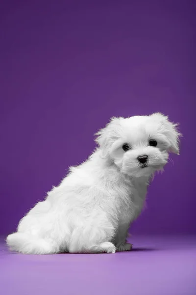 马耳他品种的漂亮的小白狗 — 图库照片