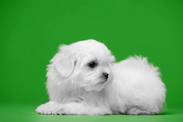 Hermosos Cachorros Blancos Raza Maltesa —  Fotos de Stock