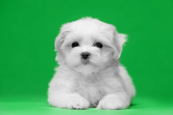 Bellissimi Cuccioli Bianchi Razza Maltese — Foto Stock