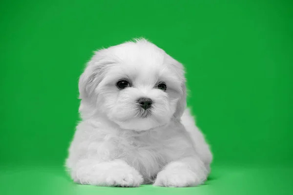 Hermosos Cachorros Blancos Raza Maltesa —  Fotos de Stock