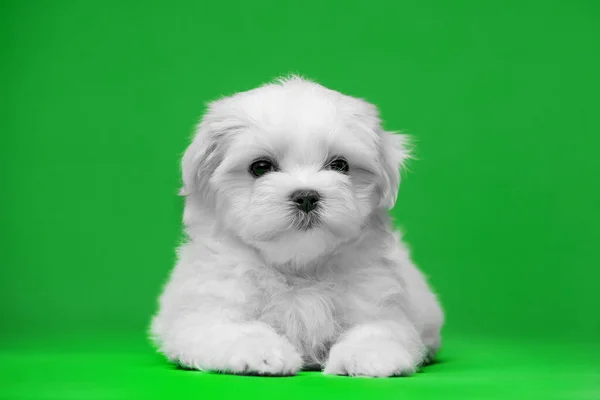 Bellissimi Cuccioli Bianchi Razza Maltese — Foto Stock