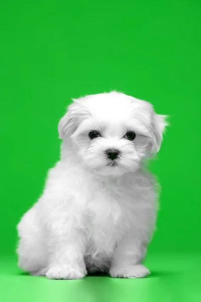 Bellissimi Cuccioli Bianchi Razza Maltese — Foto Stock