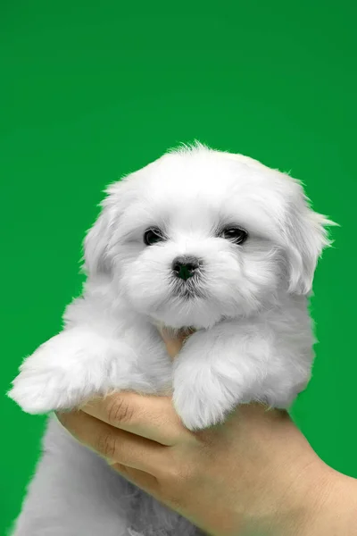 Bellissimi Cuccioli Bianchi Razza Maltese — Foto Stock