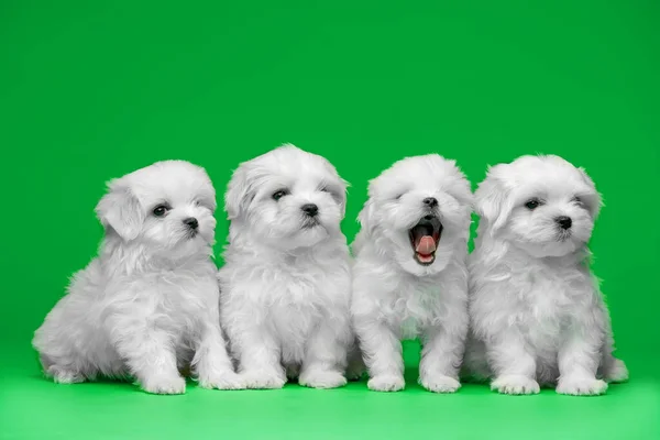 Mooie Witte Pups Van Maltees Ras — Stockfoto