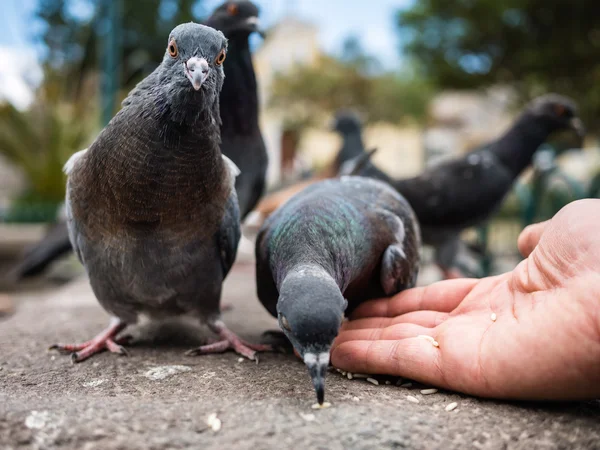 Neugierige Taube blickt in die Kamera — Stockfoto